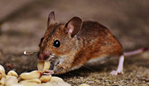 24 Hour & Emergency Exterminators in Porters Falls, WV